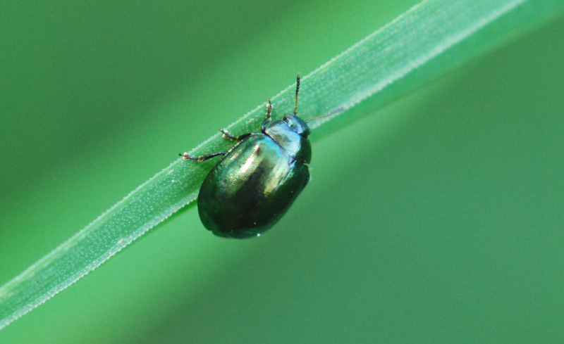 Plagiodera versicolora?